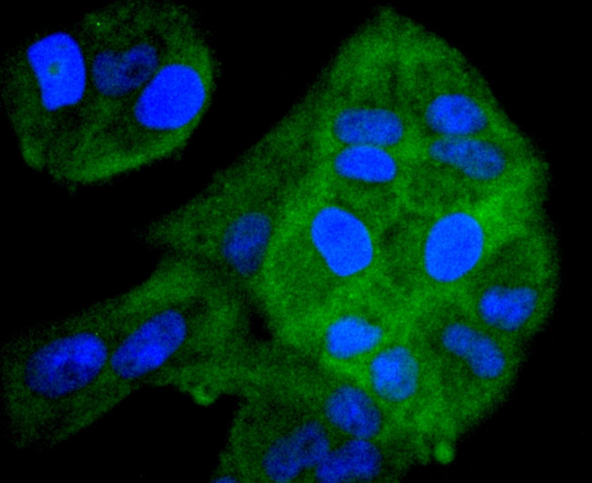 ERK1 Antibody in Immunocytochemistry (ICC/IF)