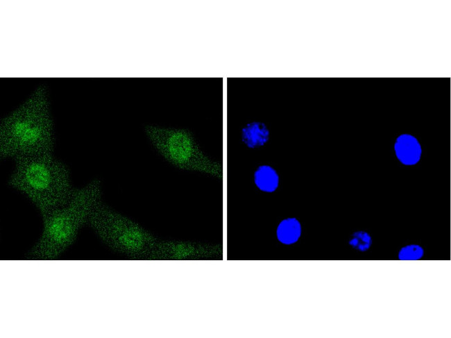 ERK1 Antibody in Immunocytochemistry (ICC/IF)