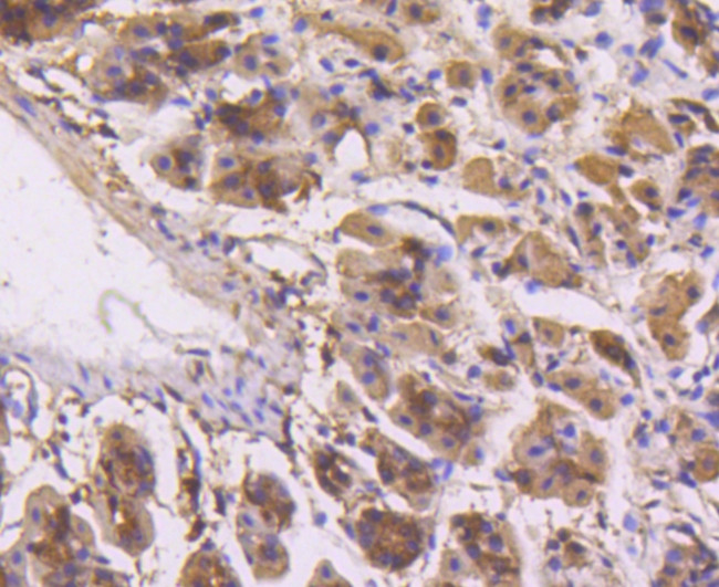 ERK1 Antibody in Immunohistochemistry (Paraffin) (IHC (P))