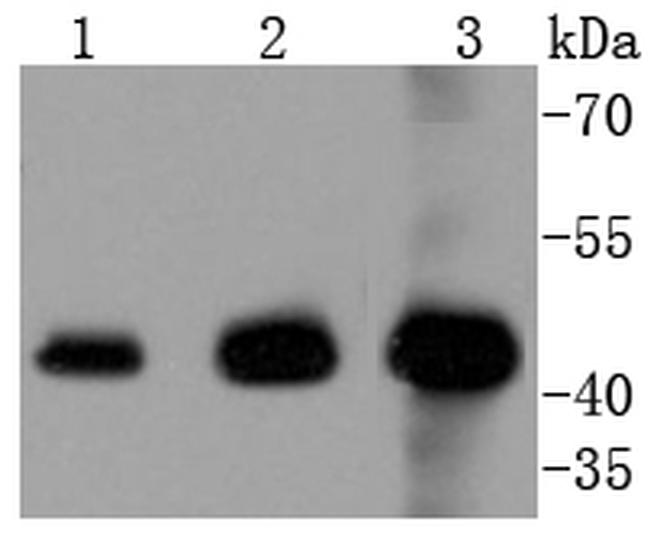 ERK1 Antibody in Western Blot (WB)