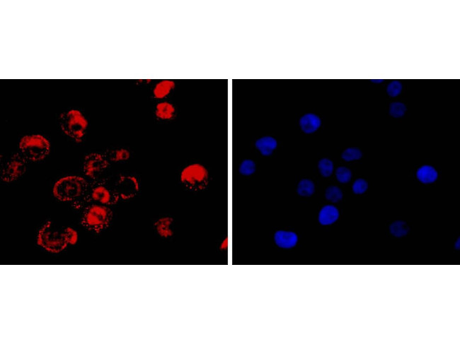 CDX2 Antibody in Immunocytochemistry (ICC/IF)