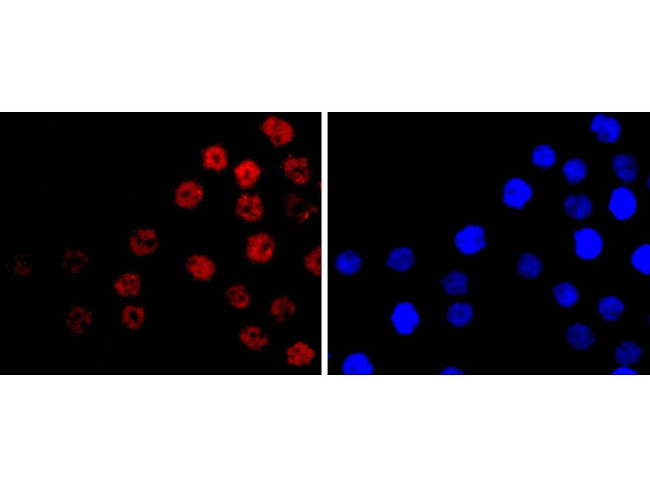 CDX2 Antibody in Immunocytochemistry (ICC/IF)