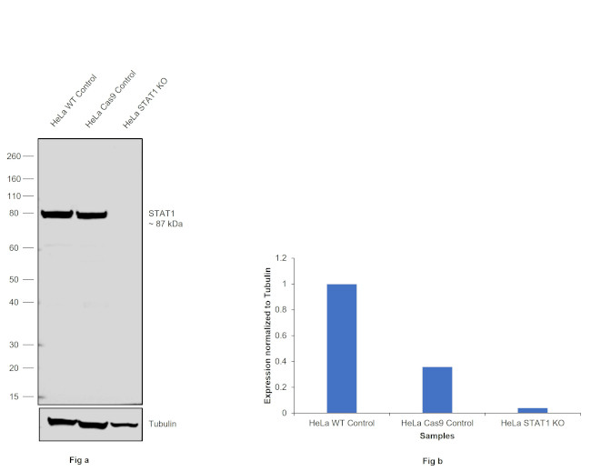 STAT1 Antibody