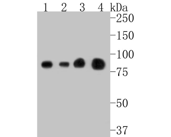 STAT1 Antibody in Western Blot (WB)