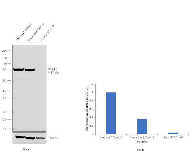 STAT1 Antibody in Western Blot (WB)