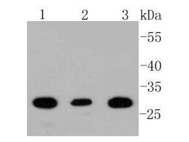 BDNF Antibody in Western Blot (WB)