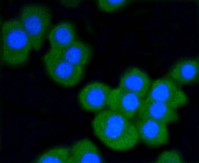 STAT3 Antibody in Immunocytochemistry (ICC/IF)