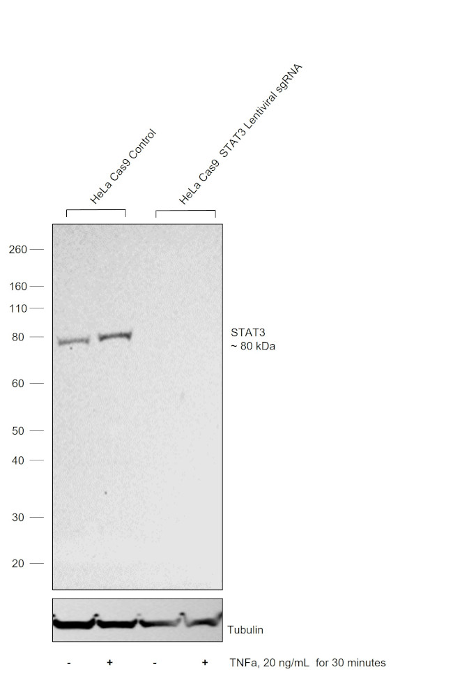 STAT3 Antibody