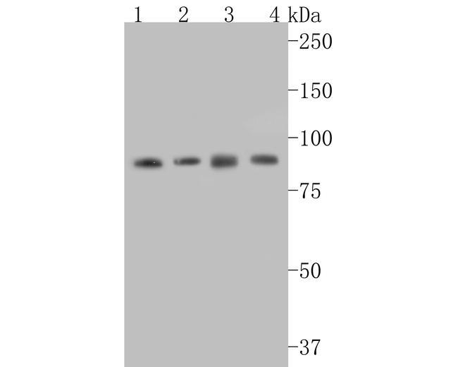 STAT3 Antibody in Western Blot (WB)