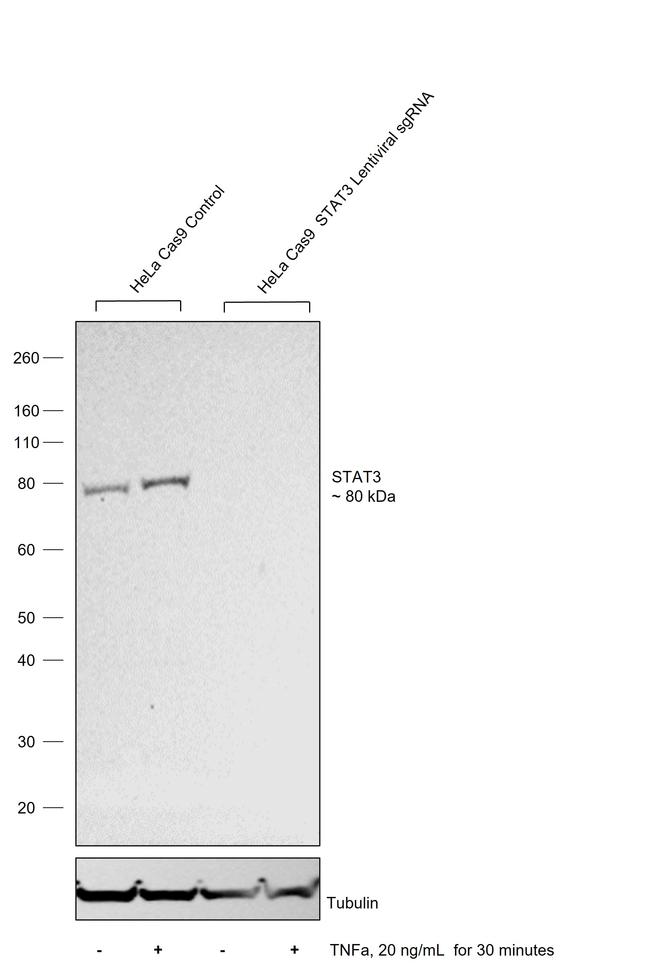 STAT3 Antibody in Western Blot (WB)