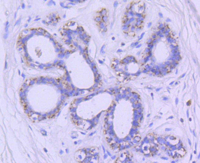 GSK3B Antibody in Immunohistochemistry (Paraffin) (IHC (P))