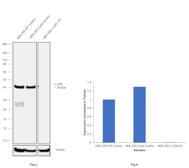 c-Jun Antibody