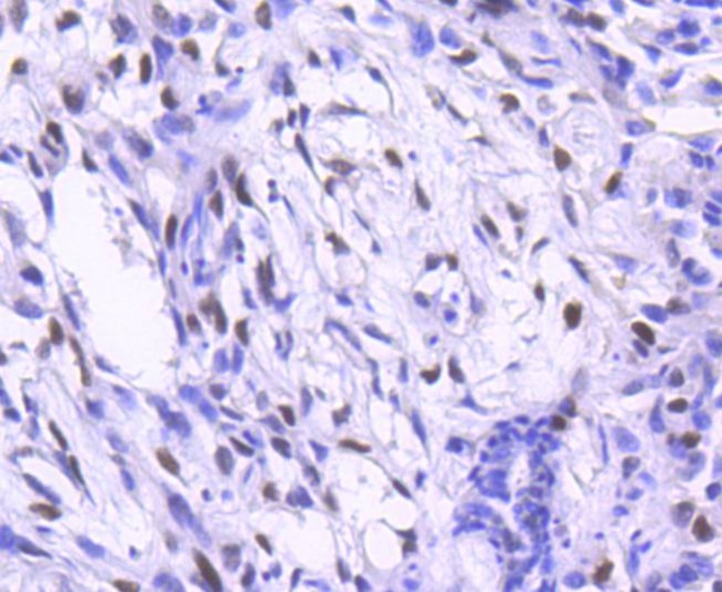 c-Jun Antibody in Immunohistochemistry (Paraffin) (IHC (P))