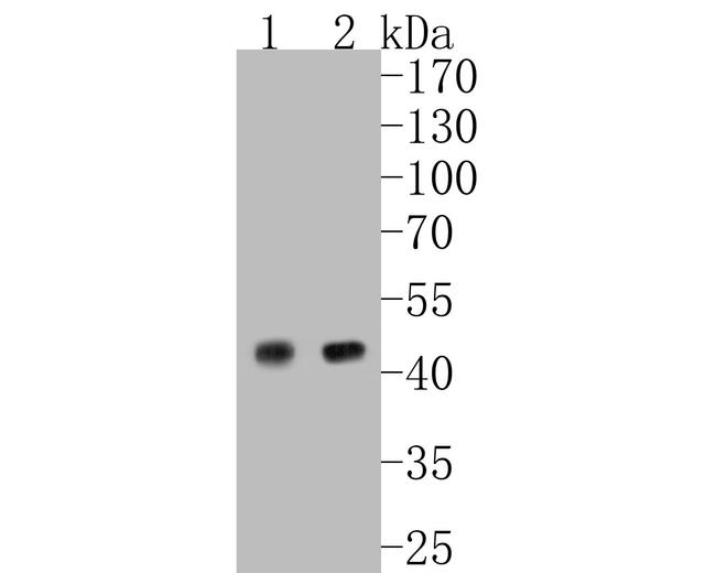 c-Jun Antibody in Western Blot (WB)