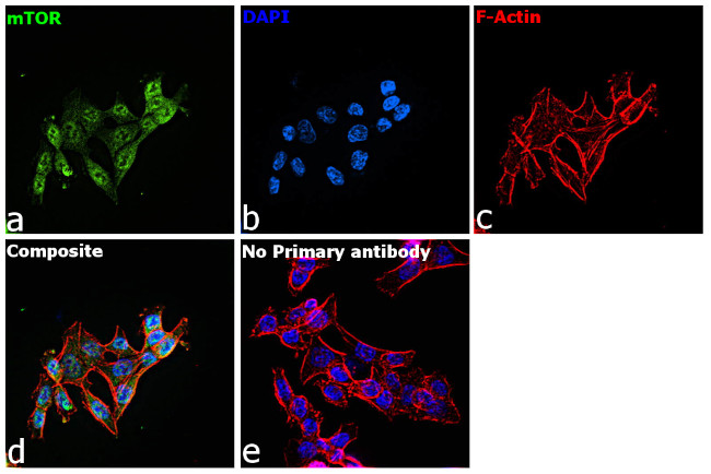 mTOR Antibody in Immunocytochemistry (ICC/IF)