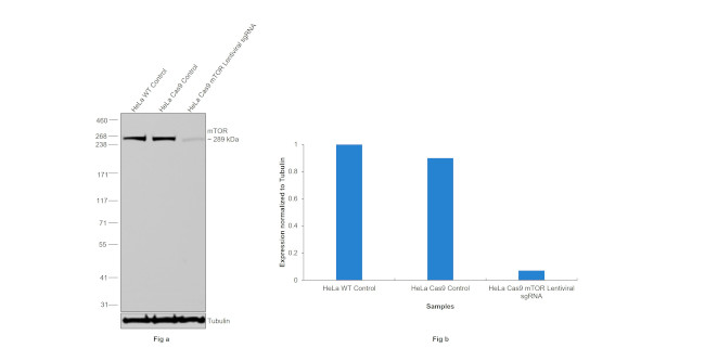 mTOR Antibody in Western Blot (WB)