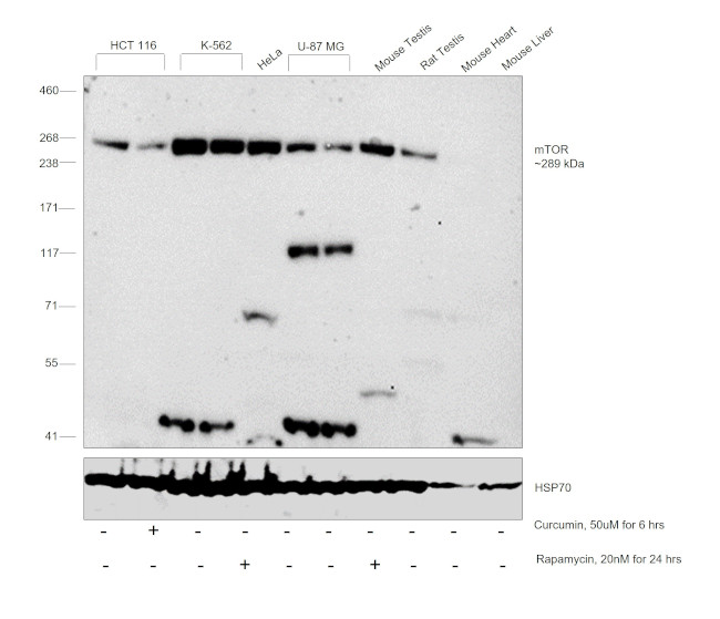 mTOR Antibody in Western Blot (WB)