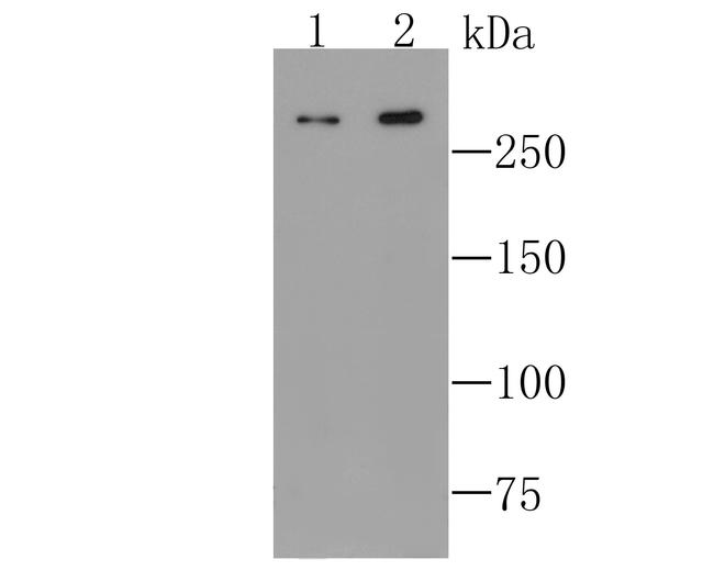 mTOR Antibody in Western Blot (WB)