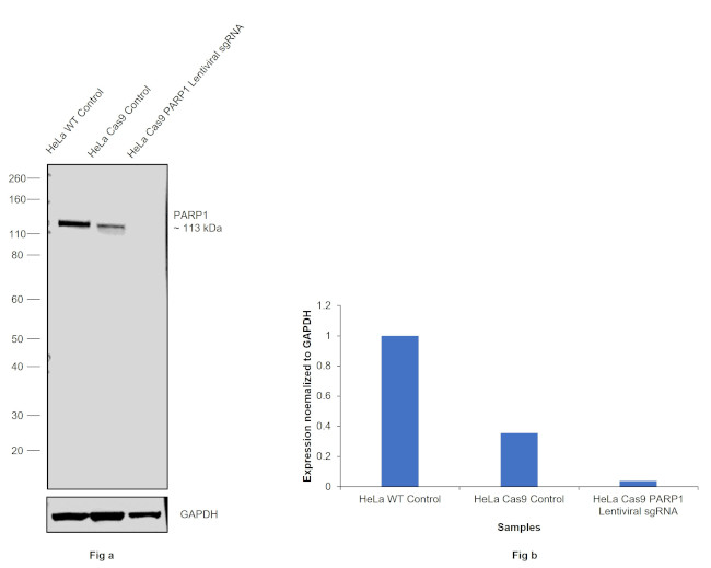 PARP1 Antibody in Western Blot (WB)