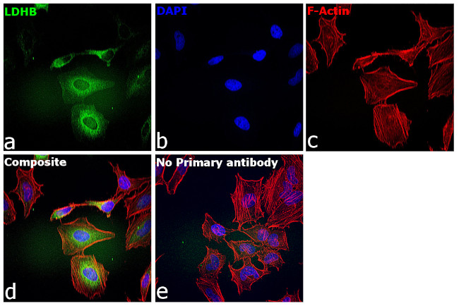 LDHB Antibody in Immunocytochemistry (ICC/IF)