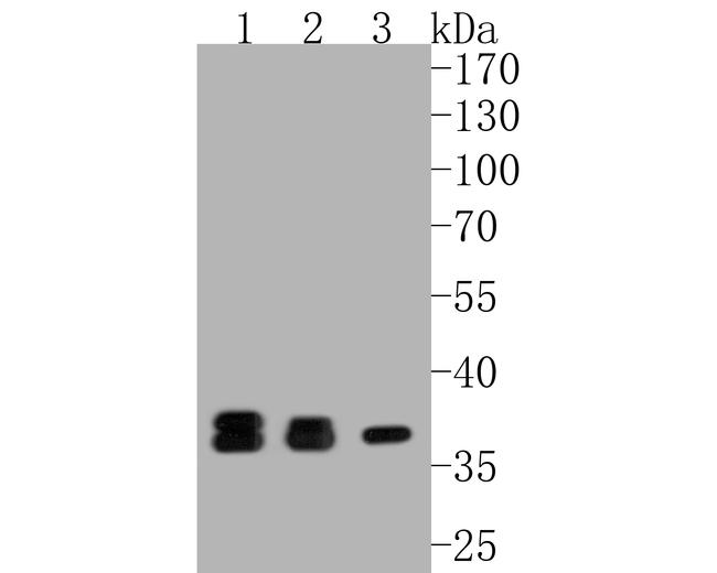 LDHB Antibody in Western Blot (WB)