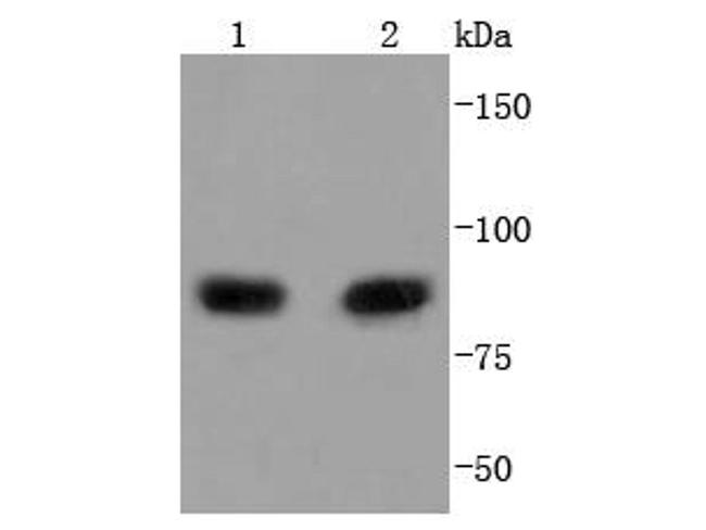 PI3K p85 alpha Antibody in Western Blot (WB)