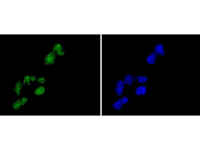 Histone H2A.Z Antibody in Immunocytochemistry (ICC/IF)