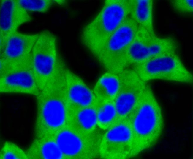 HK1 Antibody in Immunocytochemistry (ICC/IF)