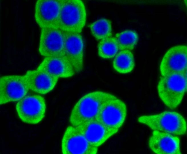 HK1 Antibody in Immunocytochemistry (ICC/IF)