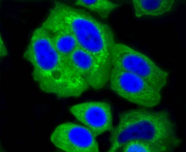 HK1 Antibody in Immunocytochemistry (ICC/IF)