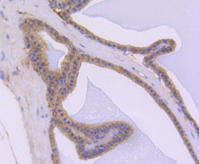 AKT1 Antibody in Immunohistochemistry (Frozen) (IHC (F))