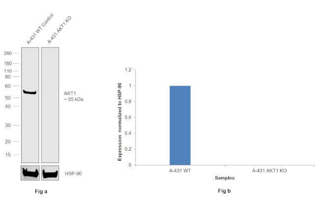 AKT1 Antibody