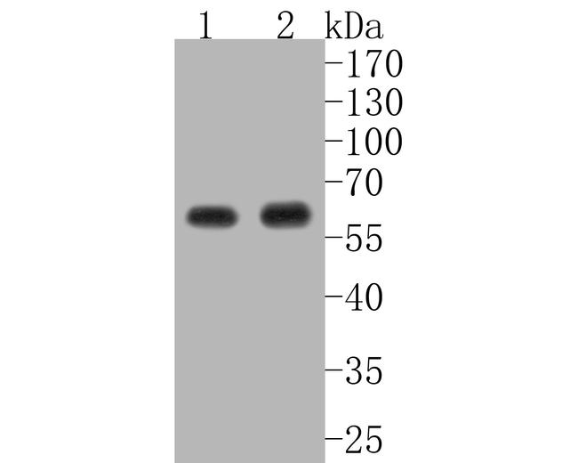 AKT1 Antibody in Western Blot (WB)