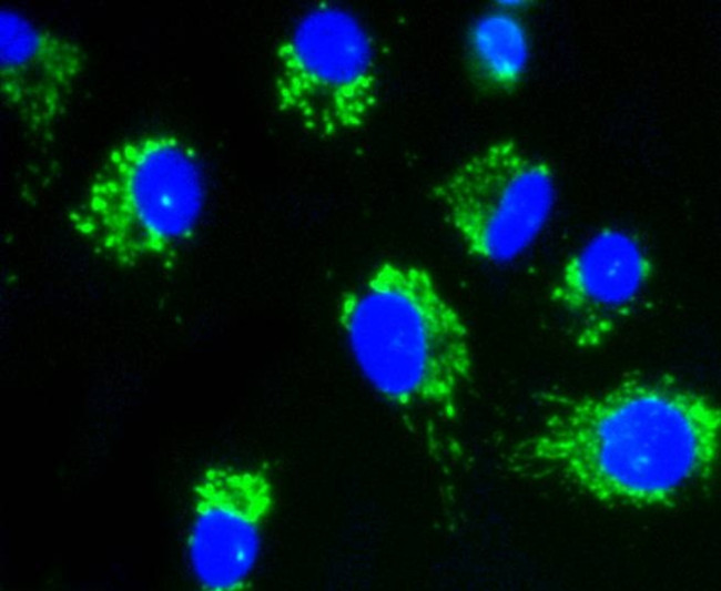 AKT Pan Antibody in Immunocytochemistry (ICC/IF)