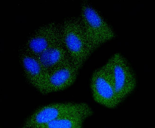 SRC Antibody in Immunocytochemistry (ICC/IF)