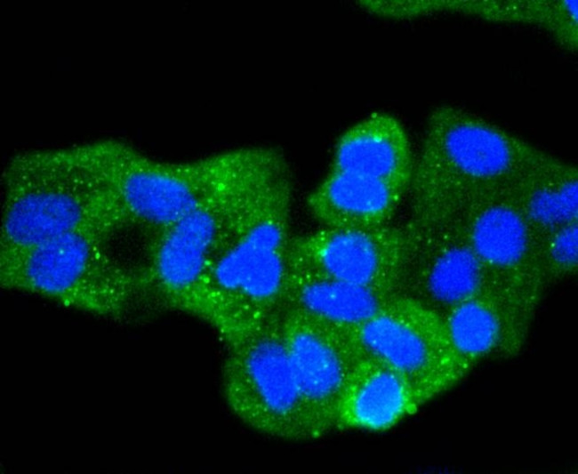 Pan-cadherin Antibody in Immunocytochemistry (ICC/IF)