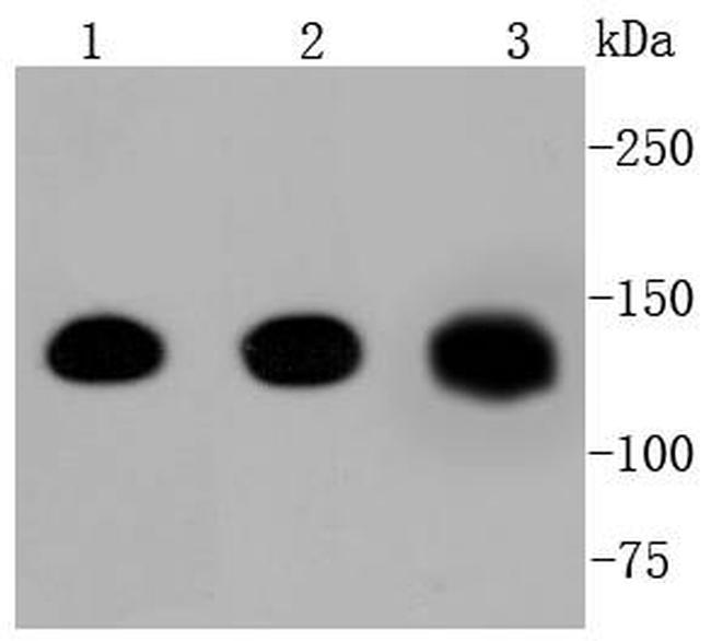 Pan-cadherin Antibody in Western Blot (WB)