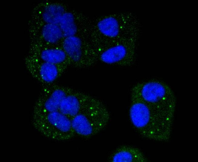 Cytochrome C Antibody in Immunocytochemistry (ICC/IF)