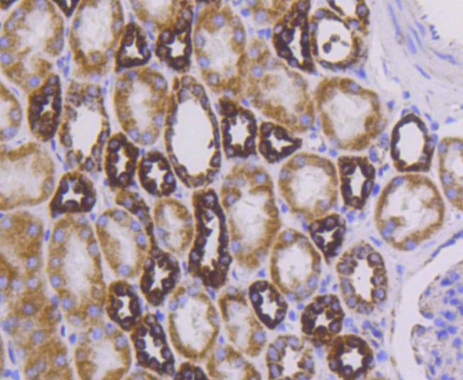 Cytochrome C Antibody in Immunohistochemistry (Paraffin) (IHC (P))