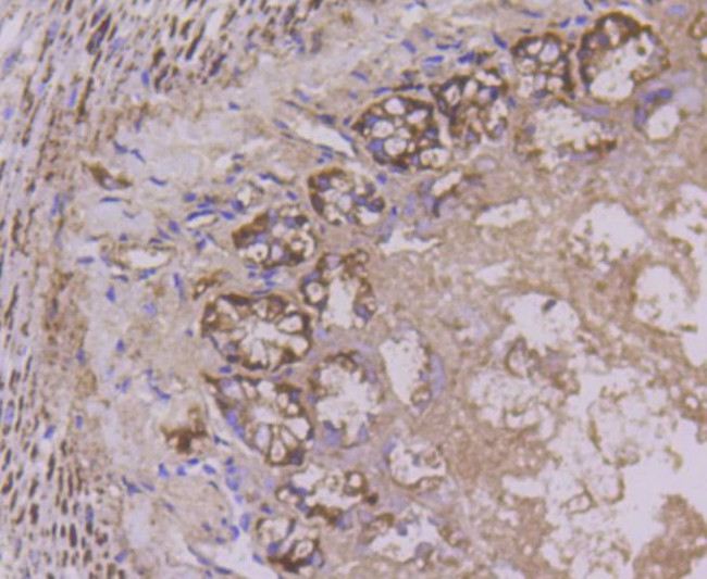 Cytochrome C Antibody in Immunohistochemistry (Paraffin) (IHC (P))