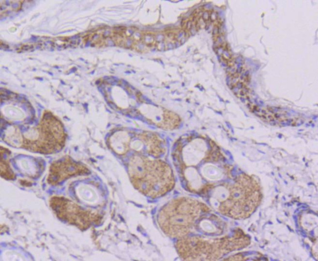 Cytochrome C Antibody in Immunohistochemistry (Paraffin) (IHC (P))