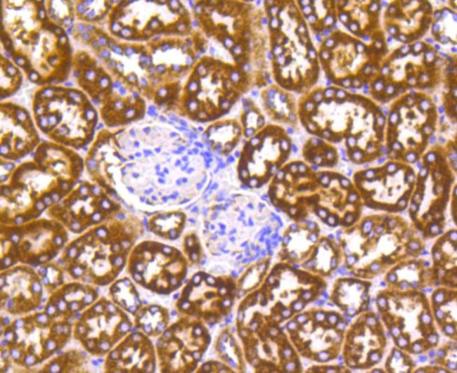 Cytochrome C Antibody in Immunohistochemistry (Paraffin) (IHC (P))