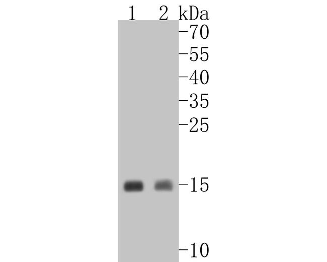 Cytochrome C Antibody in Western Blot (WB)