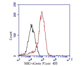 SGK1 Antibody in Flow Cytometry (Flow)