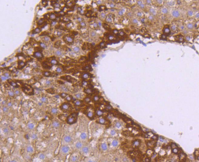 SGK1 Antibody in Immunohistochemistry (Paraffin) (IHC (P))