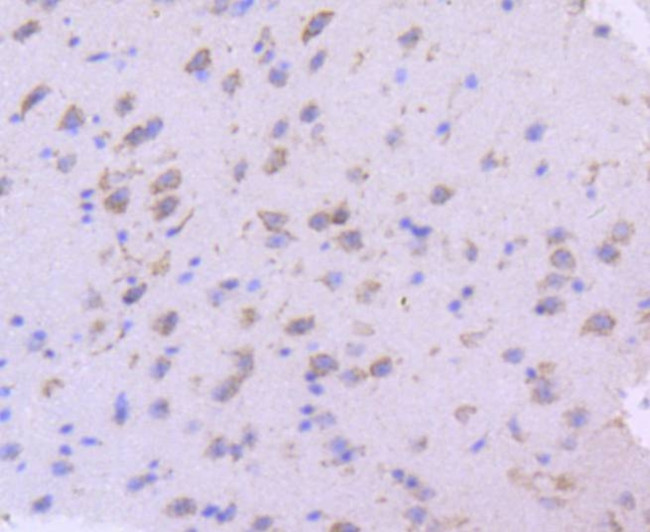 SGK1 Antibody in Immunohistochemistry (Paraffin) (IHC (P))