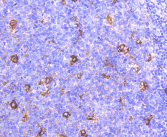 APOE Antibody in Immunohistochemistry (Paraffin) (IHC (P))