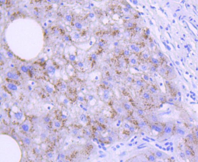 APOE Antibody in Immunohistochemistry (Paraffin) (IHC (P))