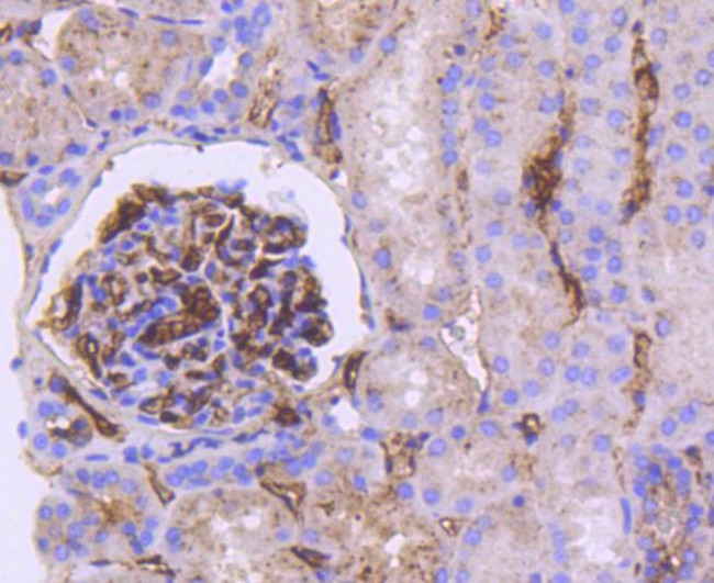 APOE Antibody in Immunohistochemistry (Paraffin) (IHC (P))