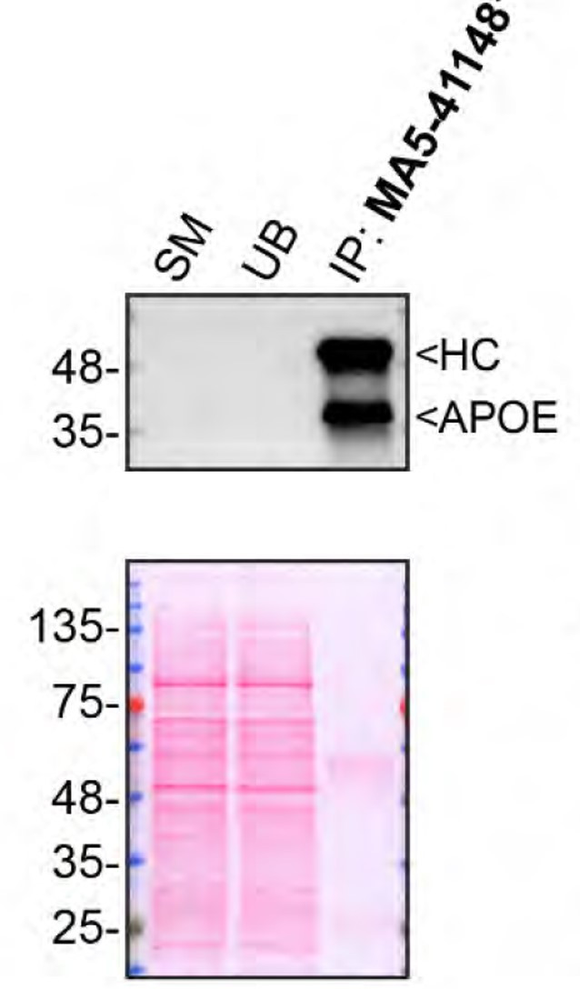 APOE Antibody in Immunoprecipitation (IP)